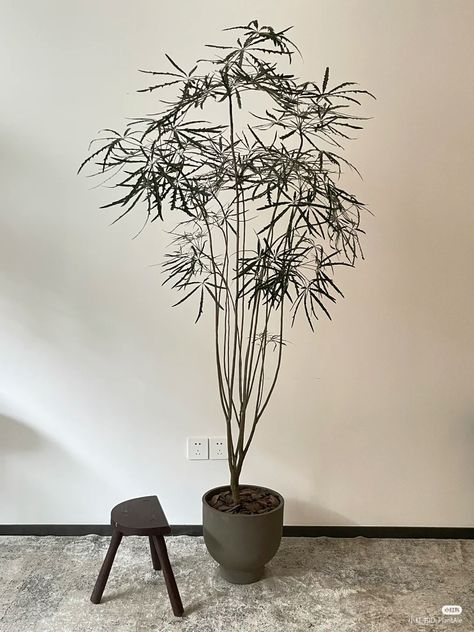 Japanese Indoor Plants, Statement Plants, Plant Interior, Japandi Home, Japanese Decor, Plants Garden, House Plants Decor, 가을 패션, Plant Decor