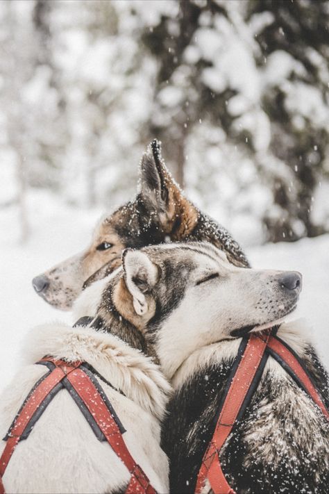 Zwei Huskies in Schwedisch Lappland an einem Wintertag. Die Schlittenhunde machen eine Pause und lehnen sich aneinander. Husky Dogs, The Snow, Husky, Sweden, Dogs