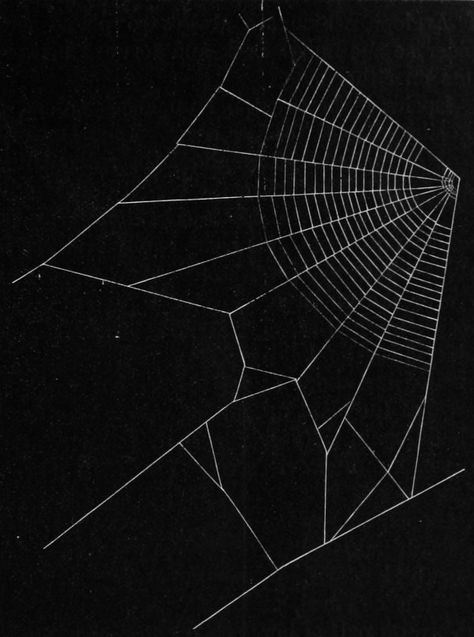 Henry McCook, scientific illustration - Spider Webs, “American Spiders and Their Spinningwork”, 1889. Cobweb Illustration, Spider Web Aesthetic, Spider Web Illustration, Spider Aesthetic, Uicideboy Wallpaper, Web Spider, Spider Web Design, Web Pattern, Marcus Black