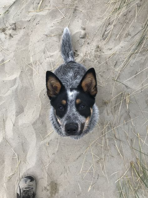 Blue Cattle Dog Puppies, Blue Cattle Dog, Australian Blue Heeler, Cattle Dog Aesthetic, Blue Heeler Aesthetic, Blue Healers Dog, Blue Heeler Tattoo, Mini Blue Heeler, Australian Heeler