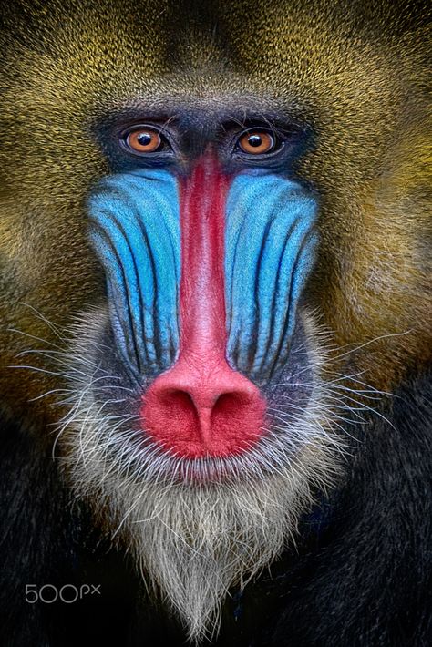 Shot-coloured - Mandrill Portrait Baboon Illustration, Mandrill Baboon, Mandrill Monkey, Wildlife Photography Tips, Regard Animal, Mandrill, Kerby Rosanes, Outdoor Photographer, Rare Animals