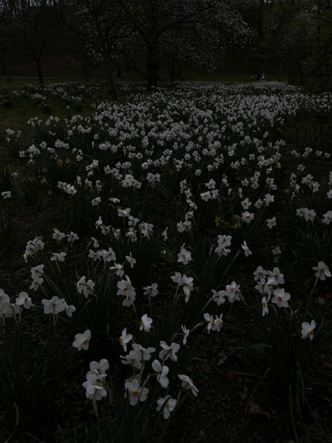 Gothic Nature Aesthetic, Flowers At Night Aesthetic, Dark Flower Field, Dark Landscape Aesthetic, Haileycore Aesthetic, Adeline Core, Foggy Flowers, Gloomy Garden, Dark Flower Aesthetic