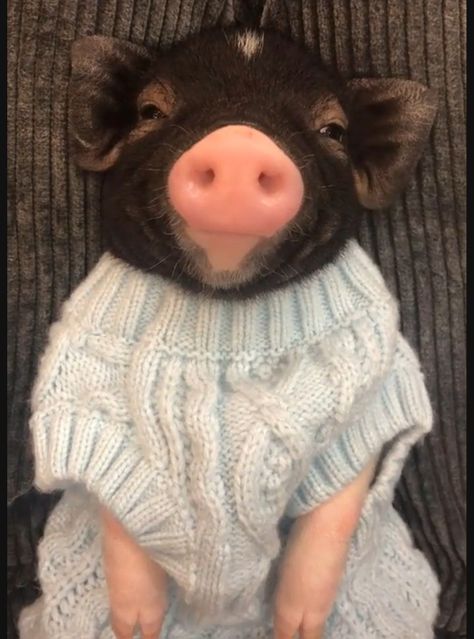 Teacup Pig, Teacup Pigs, Cute Pigs, Business Inspiration