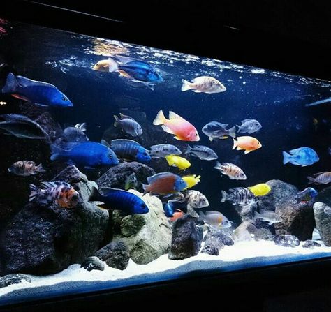 African Cichlid Aquarium Ideas Fish Tanks, Mbuna Cichlids Tanks, Cichlid Aquarium Ideas, Best Aquarium Filter, African Cichlid Tank, Custom Fish Tanks, Cichlid Tank, African Cichlid Aquarium, Cichlid Aquarium