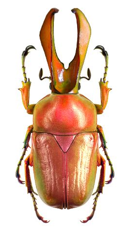 Narycius opalus red form Beetle Art, Cool Insects, Beetle Insect, Cool Bugs, A Bug's Life, Beetle Bug, Beautiful Bugs, Creepy Crawlies, Arthropods