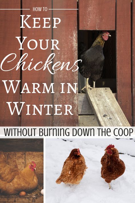 Keep your chickens warm in cold weather without using a (potentially) dangerous heat lamp! 10 tips to keep your hens comfortable in the winter months. Winter Chickens, Chicken Coop Winter, How To Keep Chickens, Chicken Flock, Chickens In The Winter, Portable Chicken Coop, Chicken Keeping, Backyard Chicken Farming, Heat Lamp