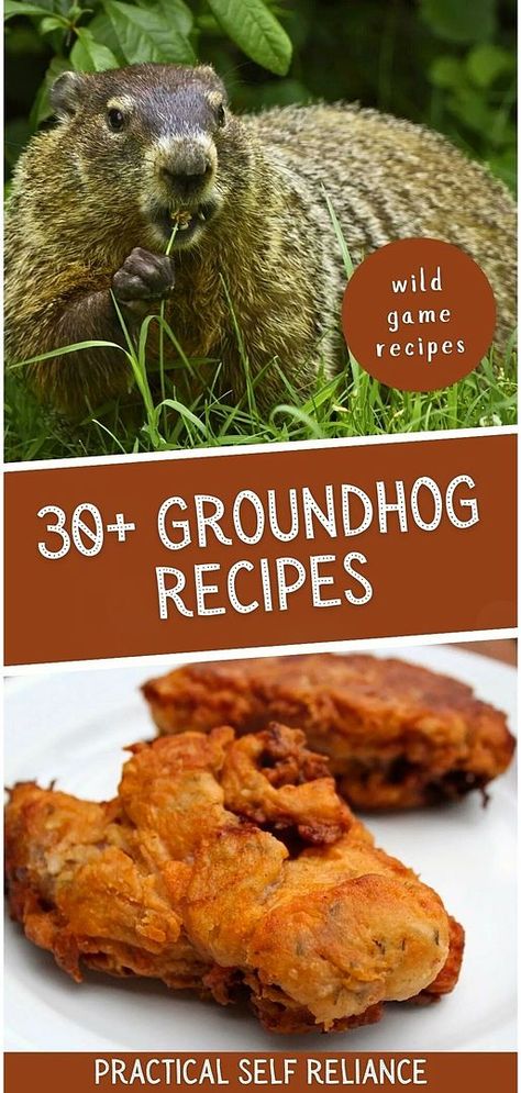 Explore our collection of 30+ Groundhog Recipes, a unique addition to wild game recipes. Perfect for those curious about small game meats, these recipes highlight groundhog as a tasty and sustainable option. Similar to rabbit in flavor, groundhog meat is perfect for stews, braises, and pies, offering tender and mouth-watering dishes. Learn more at practicalselfreliance.com. Groundhog Recipes, Wild Duck Recipes, Sweet Potato Tater Tots, How To Cook Venison, Squirrel Food, Making Jerky, Teriyaki Glaze, Deer Meat Recipes, Deer Meat