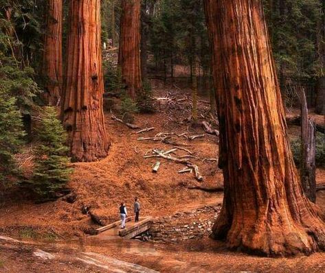 Redwoods California, Sequoia Tree, The Redwoods, Redwood Tree, Giant Tree, California Photos, Image Nature, Redwood Forest, Sequoia National Park