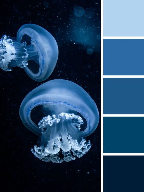 This is a color palette picked from this royalty free image of jellyfish Jellyfish Colour Palette, Water Element Color Palette, Deep Sea Colour Palette, Sea Life Color Palette, Under Water Colour Palette, Sea Blue Color Palette, Aquarium Color Palette, Deep Ocean Color Palette, Jellyfish Color Palette