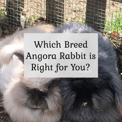 What breed Angora rabbit is right for you? Satin Angora Rabbit, German Angora Rabbit, Angora Bunnies, Rabbit Yard, French Angora Rabbit, Fiber Farm, English Angora Rabbit, Rabbit Types, Angora Bunny