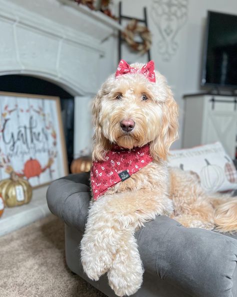 Paws Aesthetic, Dog Bandana Business, Puppy Picture Ideas, Mini Golden Doodle, Goldendoodle Grooming, Shitzu Puppies, Mini Goldendoodle Puppies, Goldendoodle Puppies, Golden Doodles