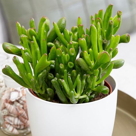 Crassula ovata common name: Gollum or Gollum Jade Friendship Tree, Jade Tree, Simple Nursery, Crassula Ovata, Money Tree, Jade Plants, Air Purifying Plants, Plant Stand Indoor, Money Trees