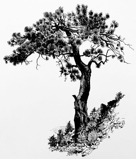 Paul Heaston on Instagram: “Ponderosa pine. Hero M86 fude nib fountain pen, gray ink wash on @stillmanandbirn Epsilon paper. #tree #treedrawing #treesketch #drawing…” Paul Heaston, Pine Tree Drawing, Tree Drawings Pencil, Tree Tattoo Designs, Tree Sketches, Ponderosa Pine, Ink Wash, Tree Drawing, Ink Illustrations