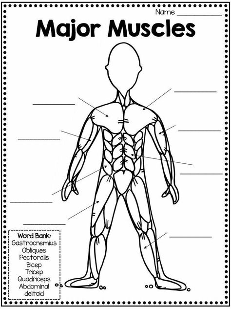 Muscular System For Kids, Muscular System Activities, Muscles Diagram, Human Body Muscles, Human Muscular System, Human Body Unit Study, Muscle Diagram, Muscle System, Types Of Muscles