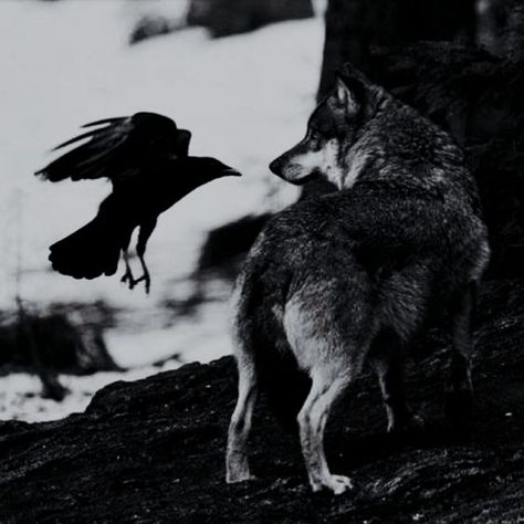 Matthias Helvar, Pjo Aesthetic, Raven And Wolf, Wolf Animal, Inktober 2024, Crooked Kingdom, House Stark, Crows Ravens, She Wolf