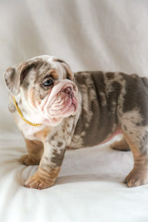 Merle Bulldog English, Merle English Bulldog Puppies, Lilac English Bulldog, English Bulldog Merle, Lilac Merle French Bulldog, Merle English Bulldog, Merle Bulldog, Fat Puppies, French Bulldog Black