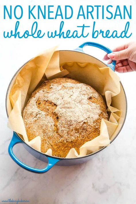 This No Knead Whole Wheat Artisan Bread is the perfect easy whole wheat bread recipe! No overnight rising, no kneading - it's the perfect hearty, crusty loaf! Recipe from thebusybaker.ca! #wholewheat #bread #homemade #homemadebread #wholegrain #dutchoven #howtomakebread #howtomakehomemadebread #healthybread #health No Knead Whole Wheat Bread Recipe, Whole Wheat Artisan Bread, No Knead Whole Wheat Bread, Easy Whole Wheat Bread, Whole Wheat Bread Recipe, Homemade Baked Bread, Wheat Bread Recipe, Dutch Oven Bread, Tasty Bread Recipe