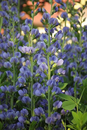 Blue False Indigo Seed (Baptisia australis) Prairie Nursery, False Indigo, Baptisia Australis, Clover Seed, Milkweed Seeds, English Garden Design, Indigo Plant, Cardinal Flower, Asclepias Tuberosa