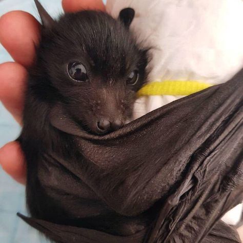 Baby Bats, Cute Bat, Baby Animals Funny, Cute Creatures, Funny Animal Pictures, Cute Little Animals, Cute Funny Animals, Animals Friends, Beautiful Creatures