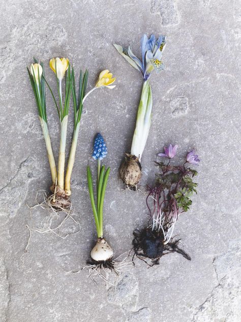 Spring Border, Forcing Bulbs, Iris Reticulata, Early Spring Flowers, Botanical Illustration Vintage, Garden Bulbs, Cold Frame, Christmas Rose, Spring Bulbs