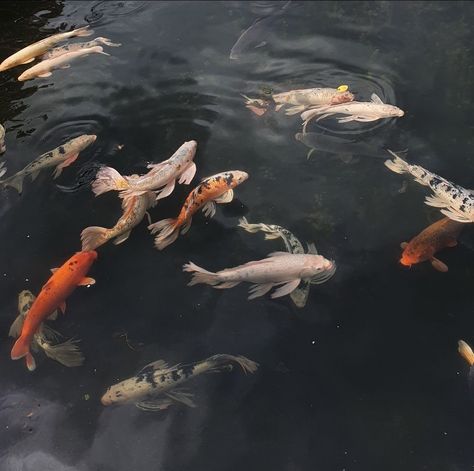 恋 Dark Academia Filter, Fish Aesthetic, Koi Carp Fish, Vietnamese History, Japanese Fish, Japanese Koi, Koi Carp, Lake Fishing, Japanese Aesthetic