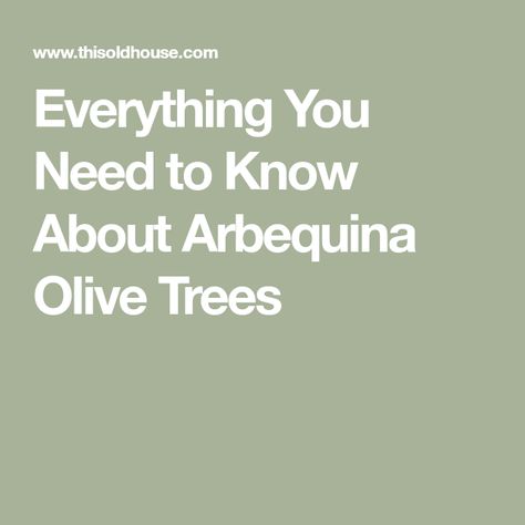 Everything You Need to Know About Arbequina Olive Trees Arbequina Olive Tree, Olive Trees Garden, Homestead Gardening, Trees Garden, Homestead Gardens, End Of Winter, Black Olives, Olive Trees, Garden Yard Ideas