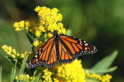 Monarch Butterfly Non-GMO Project Precautionary Principle Monarch Butterfly Facts, Monarch Butterfly Habitat, Fine Art Photography Nature, Monarch Butterfly Migration, Butterfly Facts, Flying Animals, Butterfly Migration, Plants That Attract Butterflies, Colorful Moths