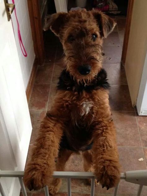 Baby Airedale Patterdale Terrier Puppy, Beaglier Dog, Irish Terrier Puppies, Airedale Puppy, Airdel Terrier, Airedale Terrier Puppies, Airedale Dogs, Wired Haired Fox Terrier, Airedale Terriers