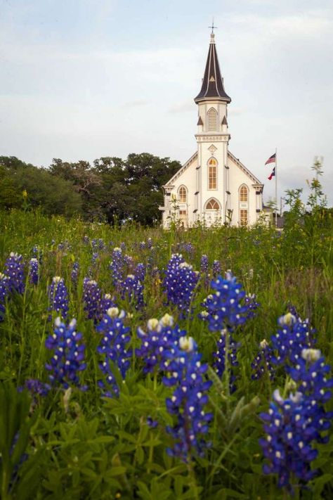 Sts. Cyril and Methodius Church rises over a field of bluebonnets on Thursday, March 29, 2012, in Dubina, Texas. ( Smiley N. Pool / Houston Chronicle ) Photo: Smiley N. Pool, Staff / © 2012  Houston Chronicle Cyril And Methodius, Painted Churches, Abandoned Churches, Country Churches, Old Country Churches, Church Pictures, Take Me To Church, Country Church, Old Churches