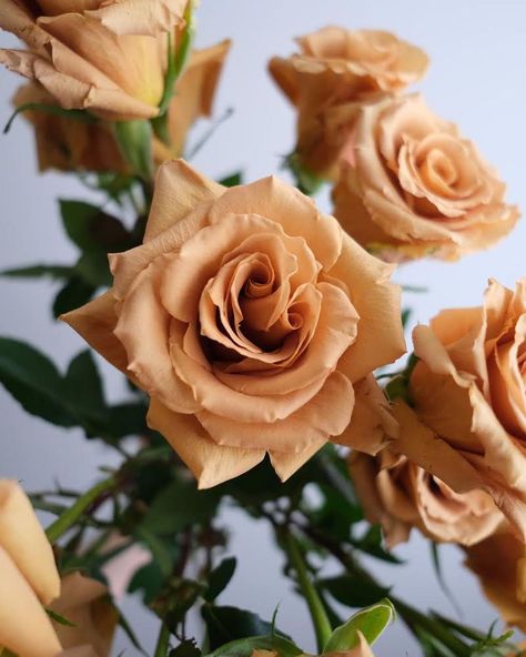 𝕄𝕤 𝔽𝕝𝕠𝕣𝕚𝕤𝕥𝕚𝕔 on Instagram: “I am so excited to share with you one of our recent projects with this beautiful bunch - toffee roses!! 📬 Pre-orders available for bespoke…” Diy Toffee, Toffee Rose, Toffee Roses, Gumpaste Flowers, Rose Tutorial, Gum Paste, Toffee, So Excited, Bespoke