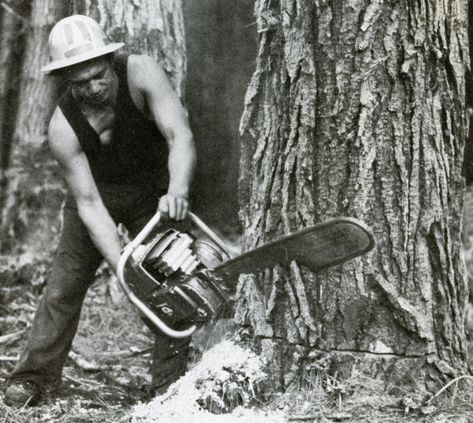 Photography - Historical The good old homelite chainsaws - 1960 New Zealand - Timber Industry  - Scarfing a radiata pine -  Kaingaroa Forest with a one-man Homelite chainsaw (1960)... Click the image to enlarge or to open the Photo Gallery… - MAD on New Zealand - "Memories Start Here”  - A New Zealand Web Site for New Zealand Content Industry Photography, Logging Industry, Logging Equipment, King And Country, Native Garden, Forest Service, Tree Farms, Lumberjack, Bologna