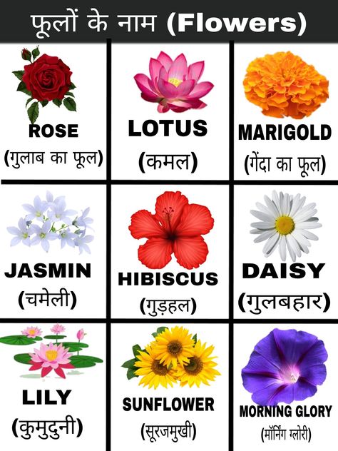 Learning Hindi, Flower Chart, Chart For Kids, Electronics Mini Projects, Charts For Kids, Alphabet Worksheets, Morning Glory, Hibiscus, Alphabet