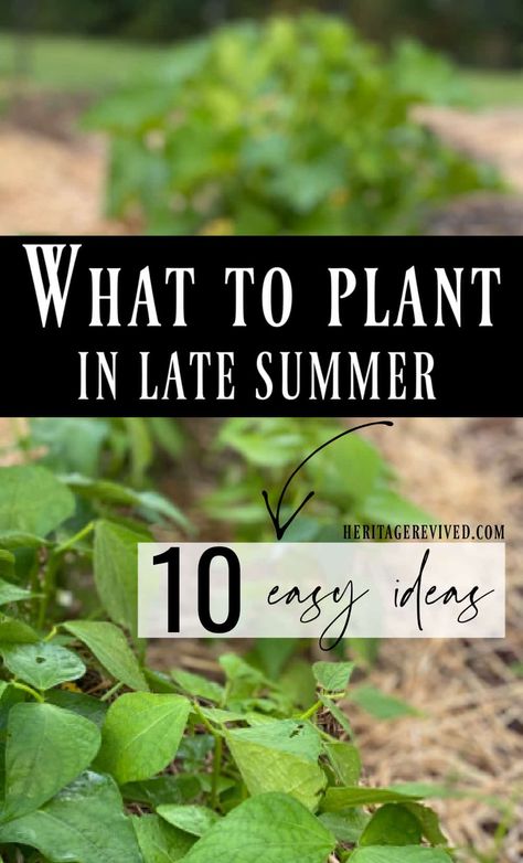 What to Plant in Late Summer (14 easy direct-sow options) - Heritage revived Fall Gardening Ideas, Dream Garden Flowers, Fall Container Plants, Small Scale Gardening, Vegetables To Plant, August Garden, Ideas Garden Design, When To Plant Vegetables, Fall Gardening