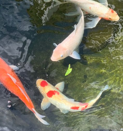 Koi Fish Pictures, Yin Yang Fish, Koi Painting, Types Of Aesthetics, Chinese Aesthetic, Koi Fish Pond, Weird Fish, Koi Carp, Japan Aesthetic