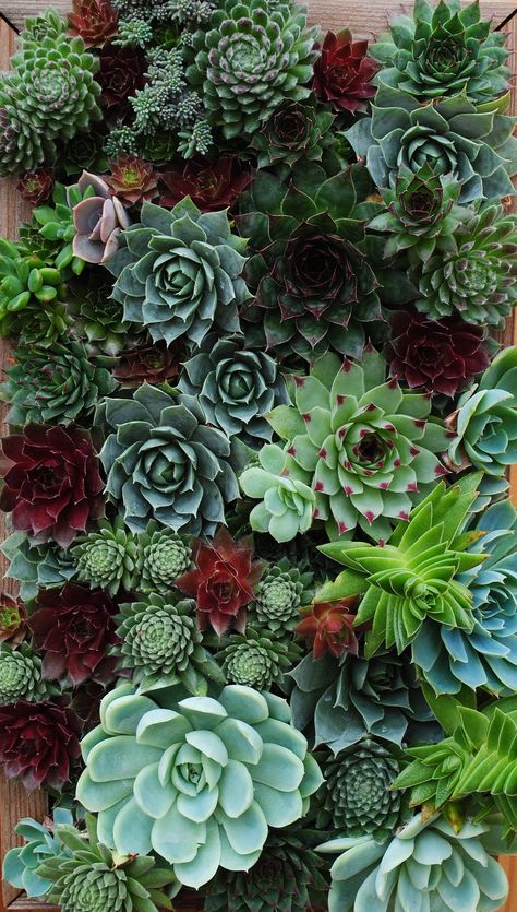 Emerald Bracelets, Succulents Wallpaper, Wholesale Succulents, Country Bedroom Decor, Bracelet Emerald, Vertical Garden Design, Western Wallpaper Iphone, Living Walls, Succulent Art