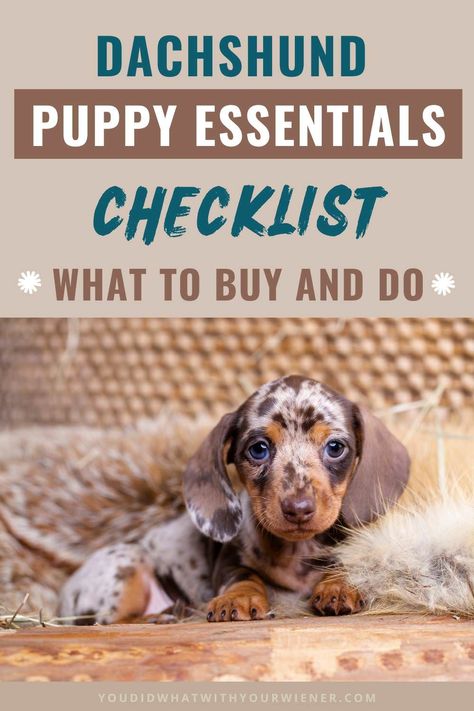 Dachshund Personality, Mini Doxie, Puppy Essentials, Types Of Puppies, Mom Is The Best, Daschund Puppies, Puppy Tips, Mom Essentials, Puppy Socialization