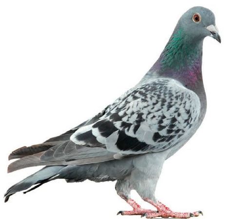 Aesthetic Pigeon, Pigeon Aesthetic, Pigeon Wallpaper, Feral Pigeon, Pigeon Books, Cute Pigeon, Pigeon Pictures, Homing Pigeons, White Pigeon