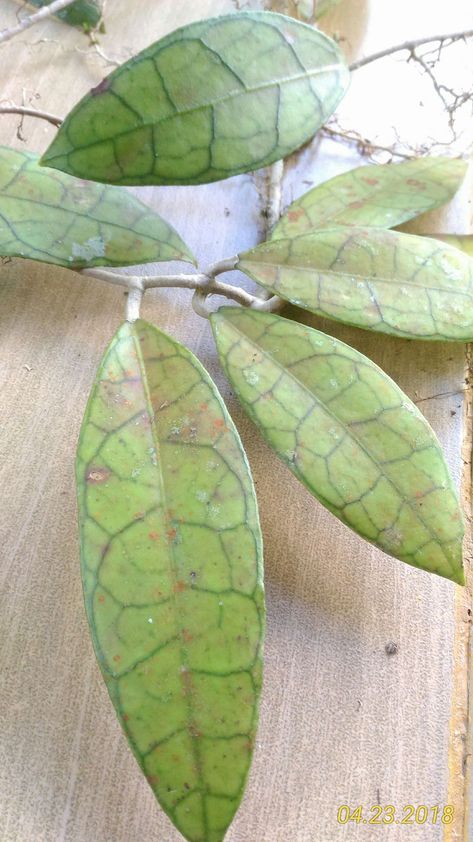 Hoya finlaysonii Hoyas Plant, Hoya Finlaysonii, Hoya Collection, Hoya Plant, Plant Wishlist, Food Garden, Plant Lady, Cactus Plants, House Plants