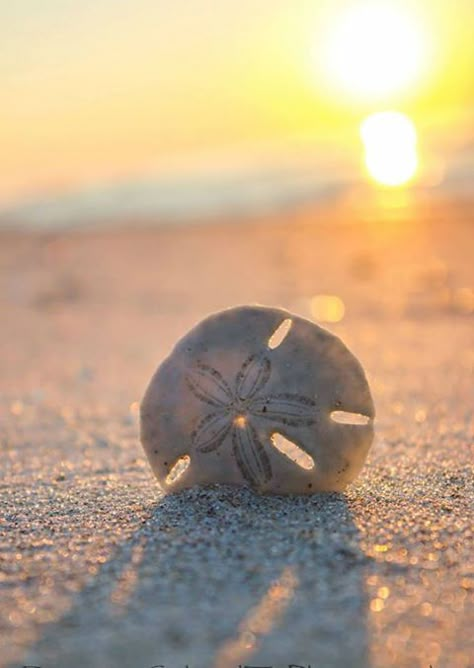 sand dollar - an object am thankful for Summer Themes, Wow Photo, Hello July, Widget Ideas, Brand Aesthetic, Sand Dollars, She Sells Seashells, I Love The Beach, Beach Quotes