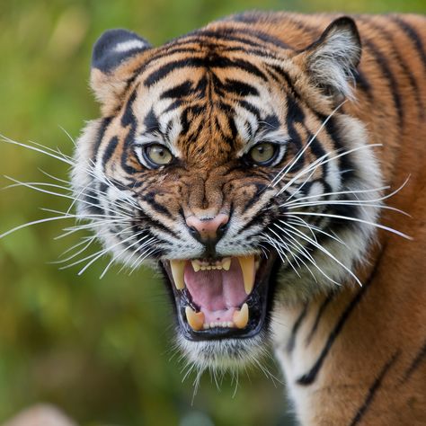 Angry tiger Burgers' Zoo | Theo Kruse | Flickr Mad Kitty, Tiger Photography, Angry Tiger, Tiger Roaring, Angry Animals, Tiger Images, Sumatran Tiger, Tiger Wallpaper, Tiger Pictures