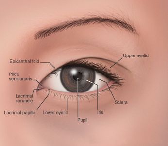 Albino Eyes, Epicanthic Fold, Japanese Eyes, Create Character, Eye Anatomy, Laser Eye Surgery, Basic Anatomy And Physiology, Eye Illustration, Eye Chart