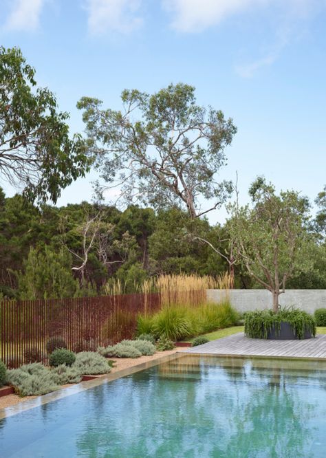 A Coastal Garden That Revives The Native Landscape Honeysuckle House, Country Pool, Coastal Landscaping, Australian Native Garden, Pool Landscape, Pool Landscape Design, Australian Garden, Thriving Garden, Coastal Gardens