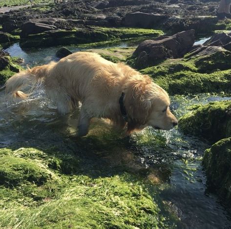 Dogs In Nature Aesthetic, Green Dog Aesthetic, Dog In Field, Cottagecore Dog, Dog In Nature, Theme Nature, Silly Animals, Samhain, Nature Aesthetic