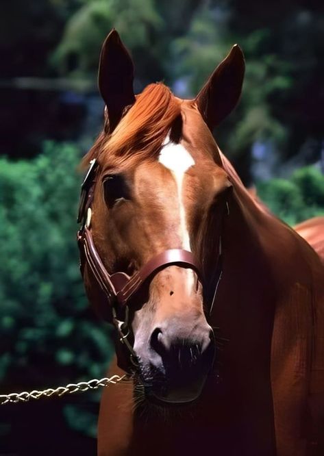 We love secretariat page. Secretariat Horse, Horse Beautiful, Thoroughbred Racehorse, American Pharoah, Triple Crown Winners, Thoroughbred Horse Racing, Famous Horses, Gorgeous Horses, Sport Of Kings