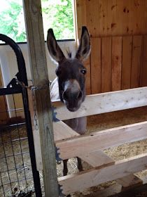 Building & Managing the Small Horse Farm: Dividing a Stall for a Mini Donkey Barn Ideas, Small Horse Farm, Barn Stalls, Mini Donkey, Cute Donkey, Barn Animals, Animal Pen, Horse Farm, Horse Stalls