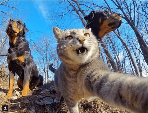 Manny, The 'Selfie Cat' Takes Impressive Photos of Himself With a GoPro Camera - I Can Has Cheezburger? Cat Selfie, Dog Selfie, Go Pro, Funny Cats And Dogs, 웃긴 사진, Silly Animals, Animal Photo, 귀여운 동물, Cute Funny Animals