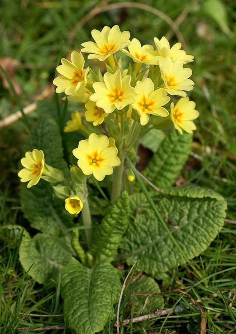 Cowslips Flower, Primula Elatior, Primula Auricula, Lotus Flower Pictures, British Garden, Sun Plants, Flower Landscape, Flower Names, Nature Plants