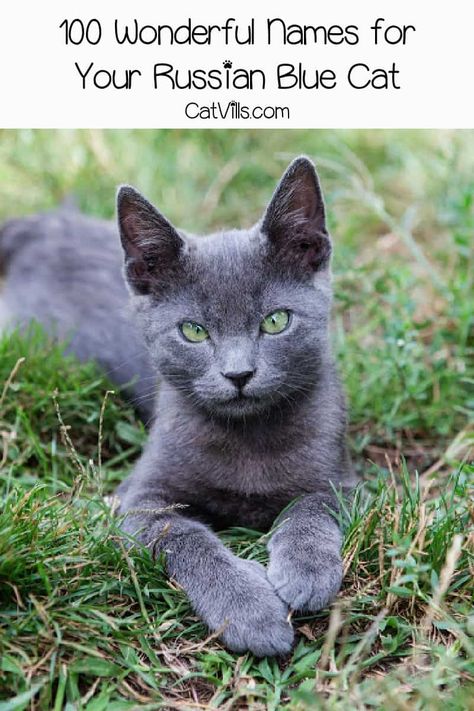 Looking for Russian Blue cat names? We've got you covered! We came up with 100 ideas for males and females inspired by their coloring and origin! Take a look! Russian Blue Cat Kittens, Russian Blue Cat Personality, Blue Russian Cat, Grey Cat Names, Boy Cat Names, Girl Cat Names, Nebelung Cat, Billy Wirth, Russian Blue Kitten