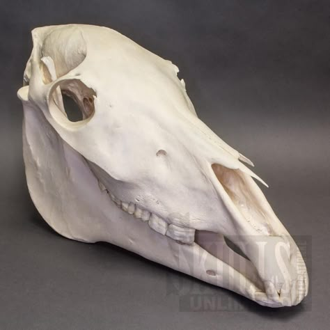 Skull Mask Drawing, Skeleton Reference, Pig Skull, Veterinary Student, Horse Skull, Skull Anatomy, Anatomy Bones, Skull Reference, Head Anatomy