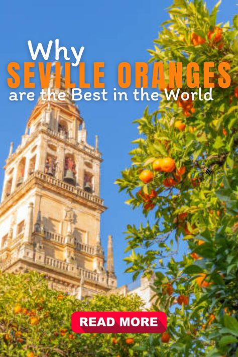 Many people think that Seville oranges are the greatest oranges in the world. These citrus fruits are distinctive in that they are cultivated only in Spain and have a bitter flavour and a thick peel. Why are Seville oranges so highly regarded? We'll discuss their distinctive flavour, health advantages, and culinary diversity. Seville Orange, Asian Street Food, World Trip, Citrus Fruits, December 2024, Food Experiences, Food Culture, Food Market, Food Festival